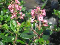 Escallonia