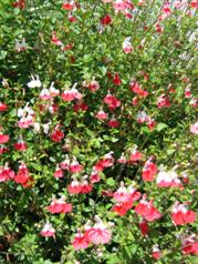 Salvia 'Hot Lips"