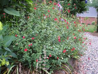 Salvia 'Hot Lips'