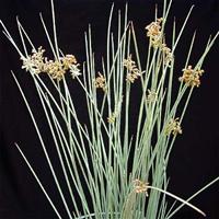 Juncus