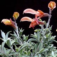 Salvia lanceolata