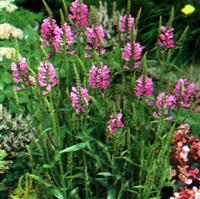 Obedient Plant