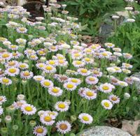 Seaside Daisies