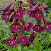 Penstemon 'Raven'