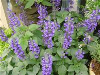 Salvia 'Mystic Spires'