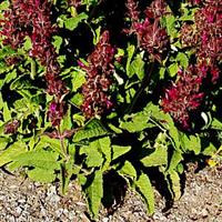 Humming Bird Sage