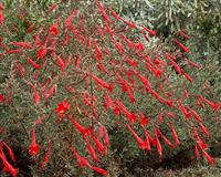 California Fuchsia