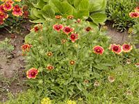 Blanket Flower