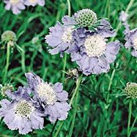 Scabiosa