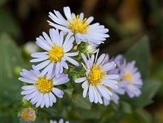 Aster chilensis 'Pt St George'